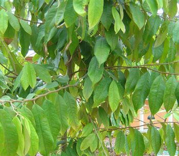 معرفی و راهنمای پرورش درختان میوه - آلمیراجو